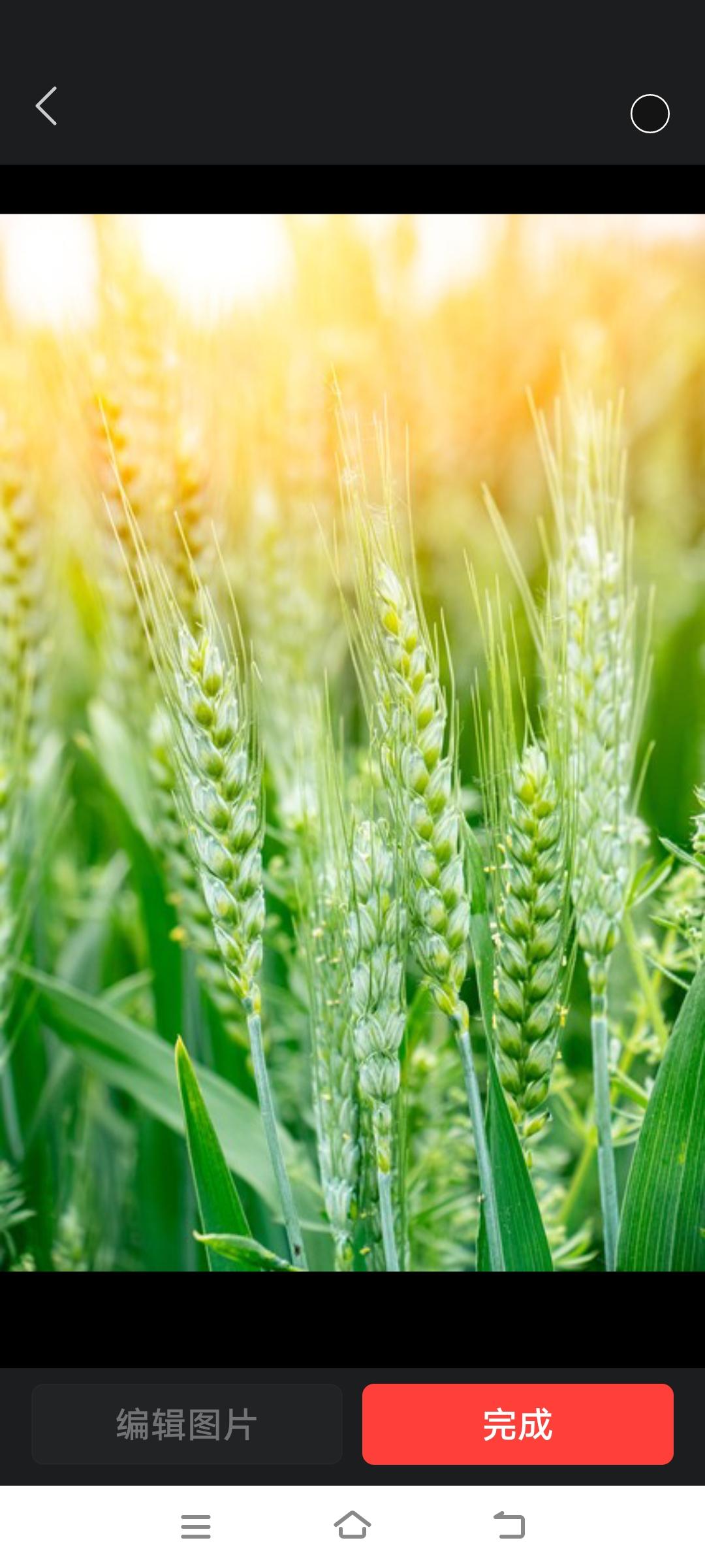 昨晚，九点多，忽然起了大风，紧接着下了一场大雨，我烦坏了。

“咋下雨了？我下午