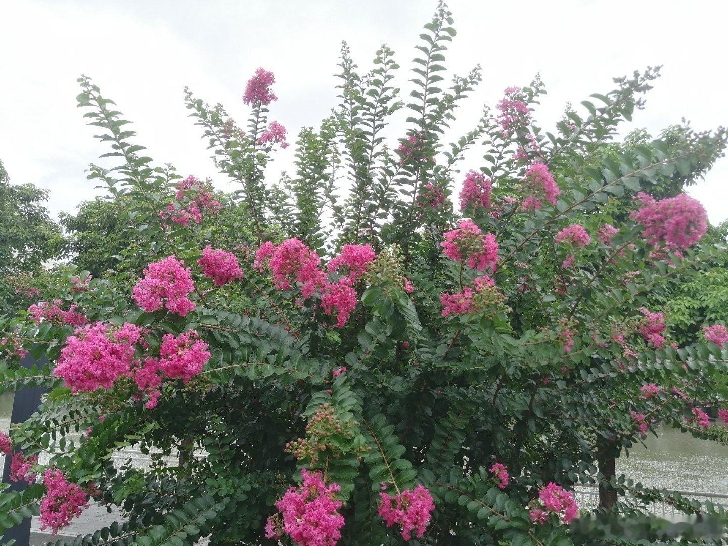 生活手记花期超长的💐💐 