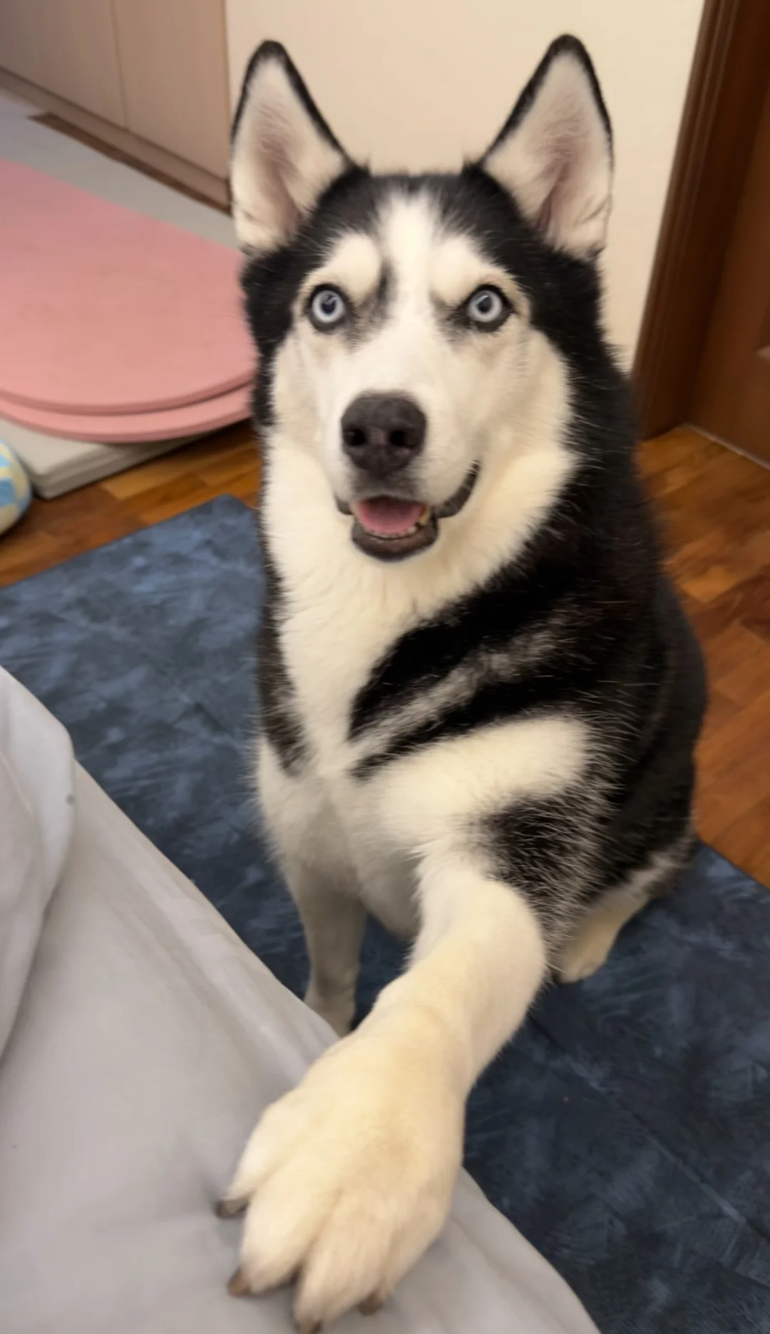 290326 没见过这么主动的狗