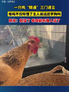 “成精了”！视频中这只鸡可不简单，人家竟然“精通”三门语言。当鸡主人和它聊天时，