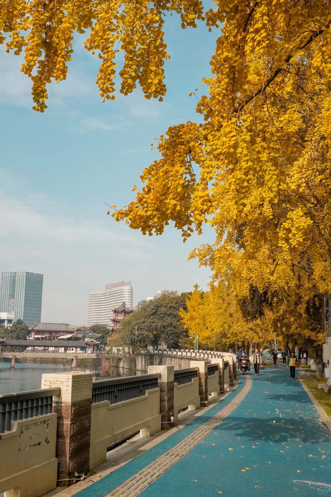 12月来成都❗一定不能错过的银杏观赏指南