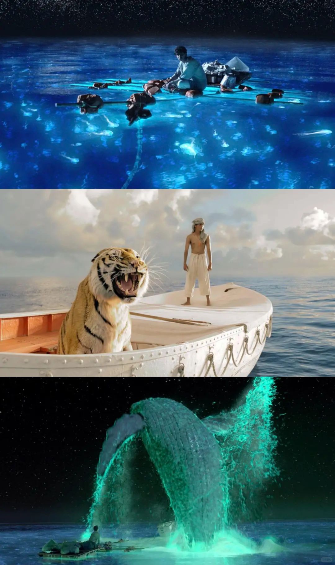 《少年派的奇幻漂流》中老虎为什么不回头？