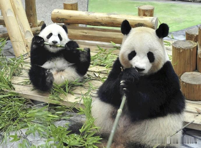 旅日熊猫提前回国「日本人将从此看不到大熊猫」日本最后两只大熊猫“晓晓”和“蕾蕾”