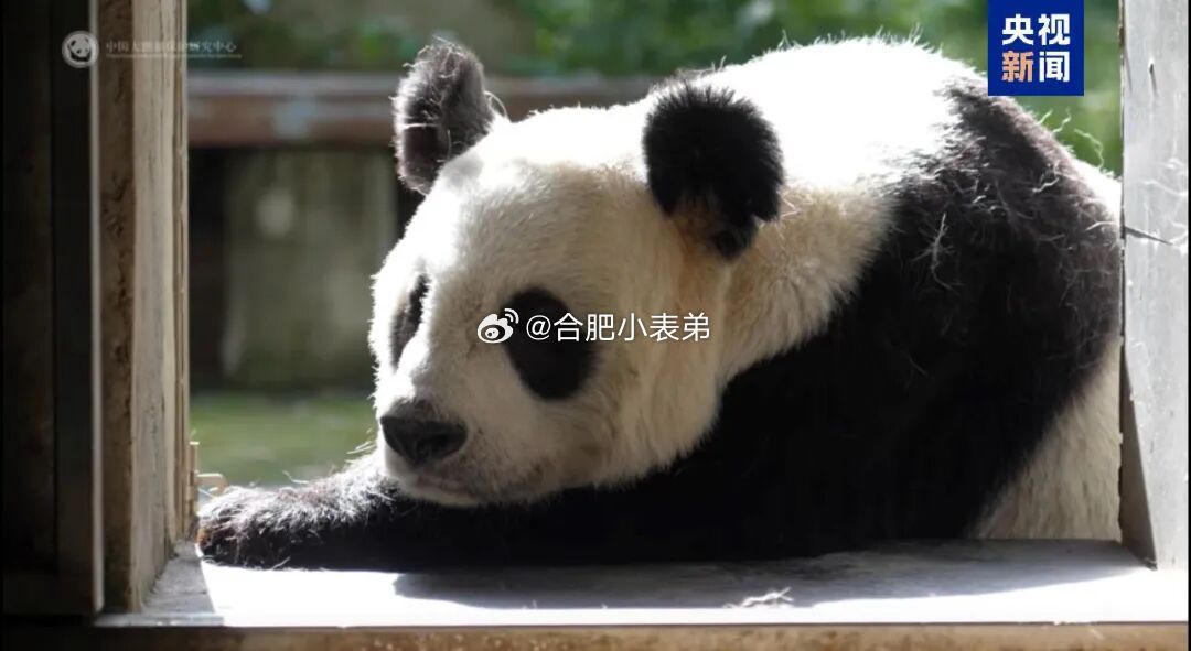33岁大熊猫硗远去世国宝大熊猫硗远离世，因病抢救无效死亡。它1993年在雅安宝兴