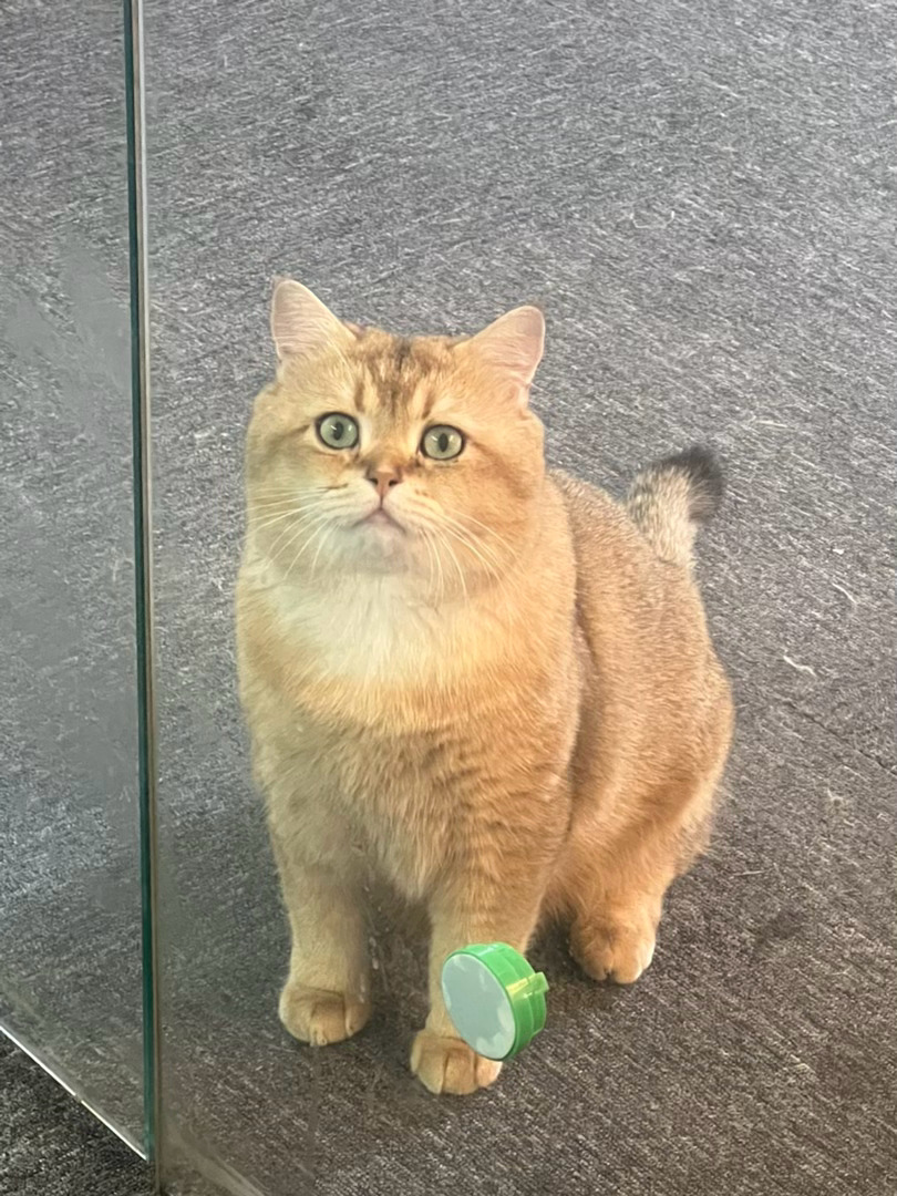 小猫咪你想进来吗 