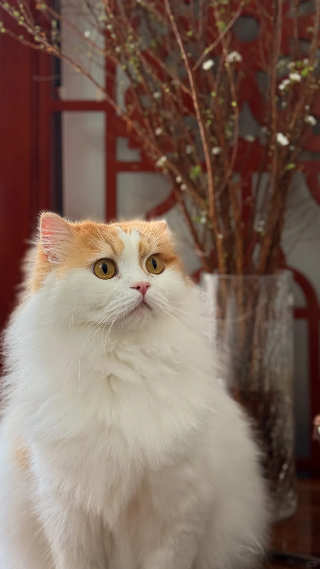 小猫写真
