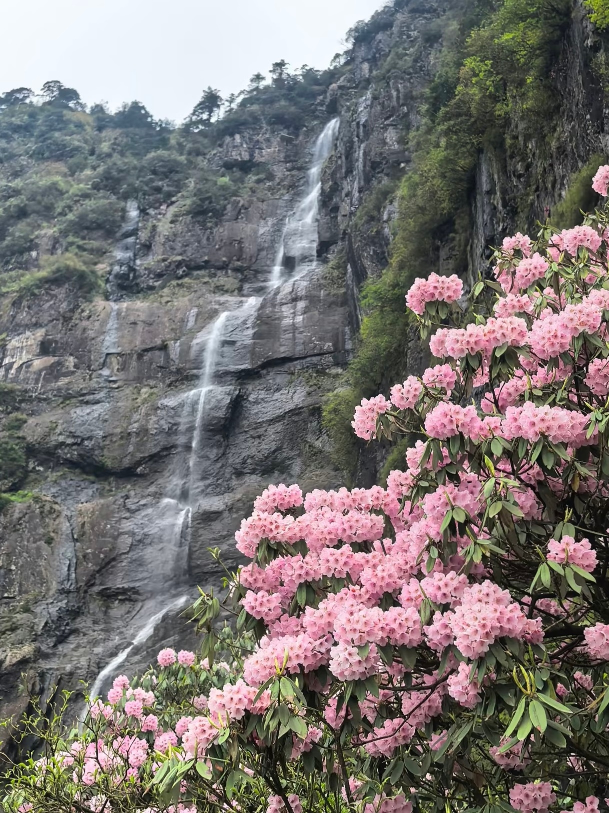 瓦屋山高山杜鹃即将收尾。 