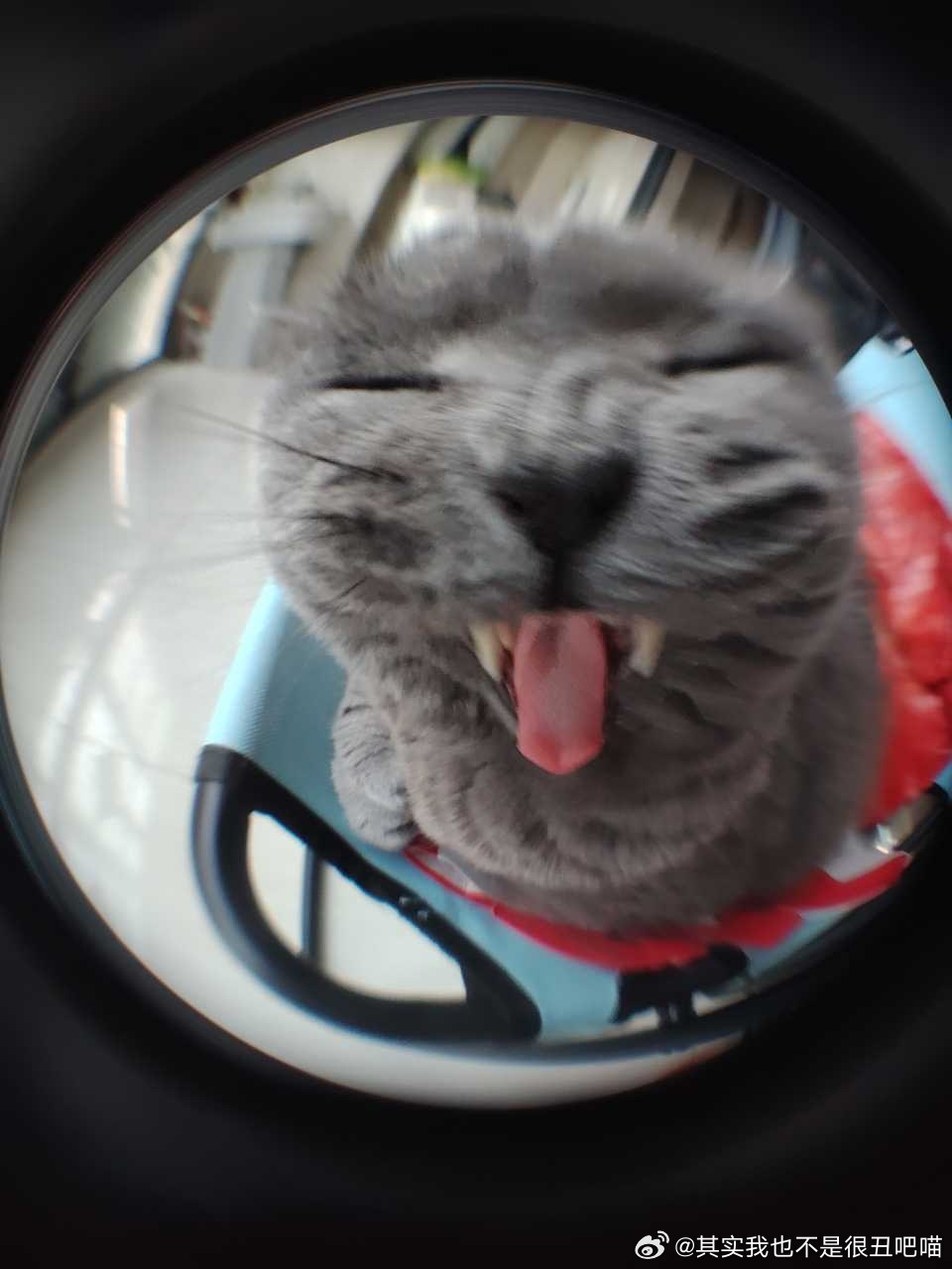 49862【丑猫】存货