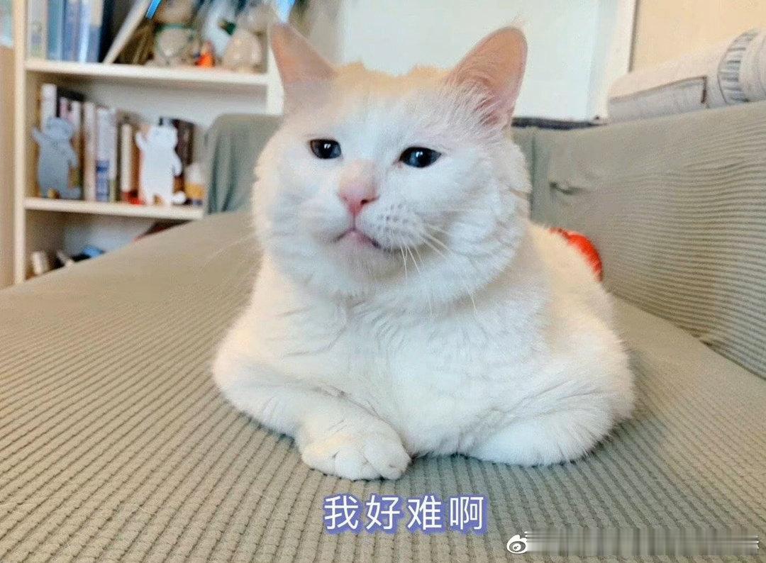 早上去健身房锻炼，教练说下周要加重量了。我跟他说，我都奶奶了，能不加了吗。教练说
