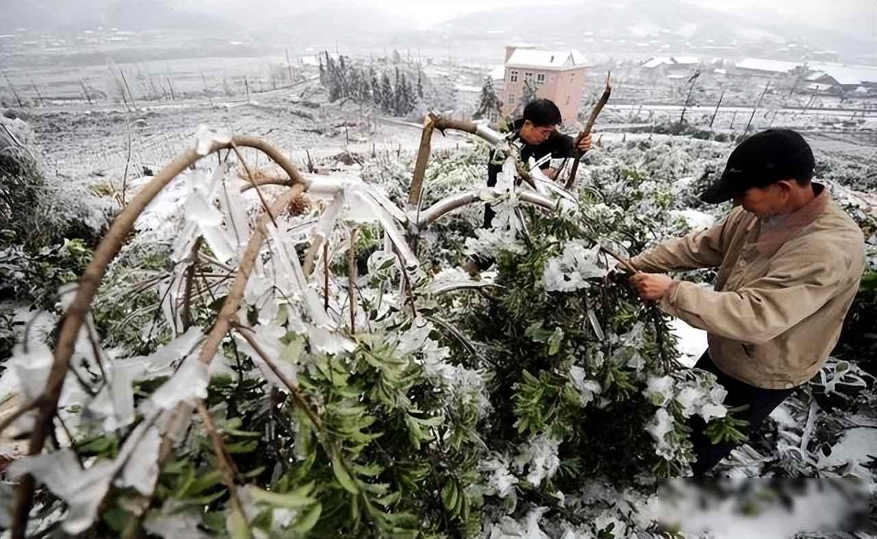 美豆滞销压垮农场，中国转身寻新路，二十年血泪谁买单？
2026年开春，美国中西部