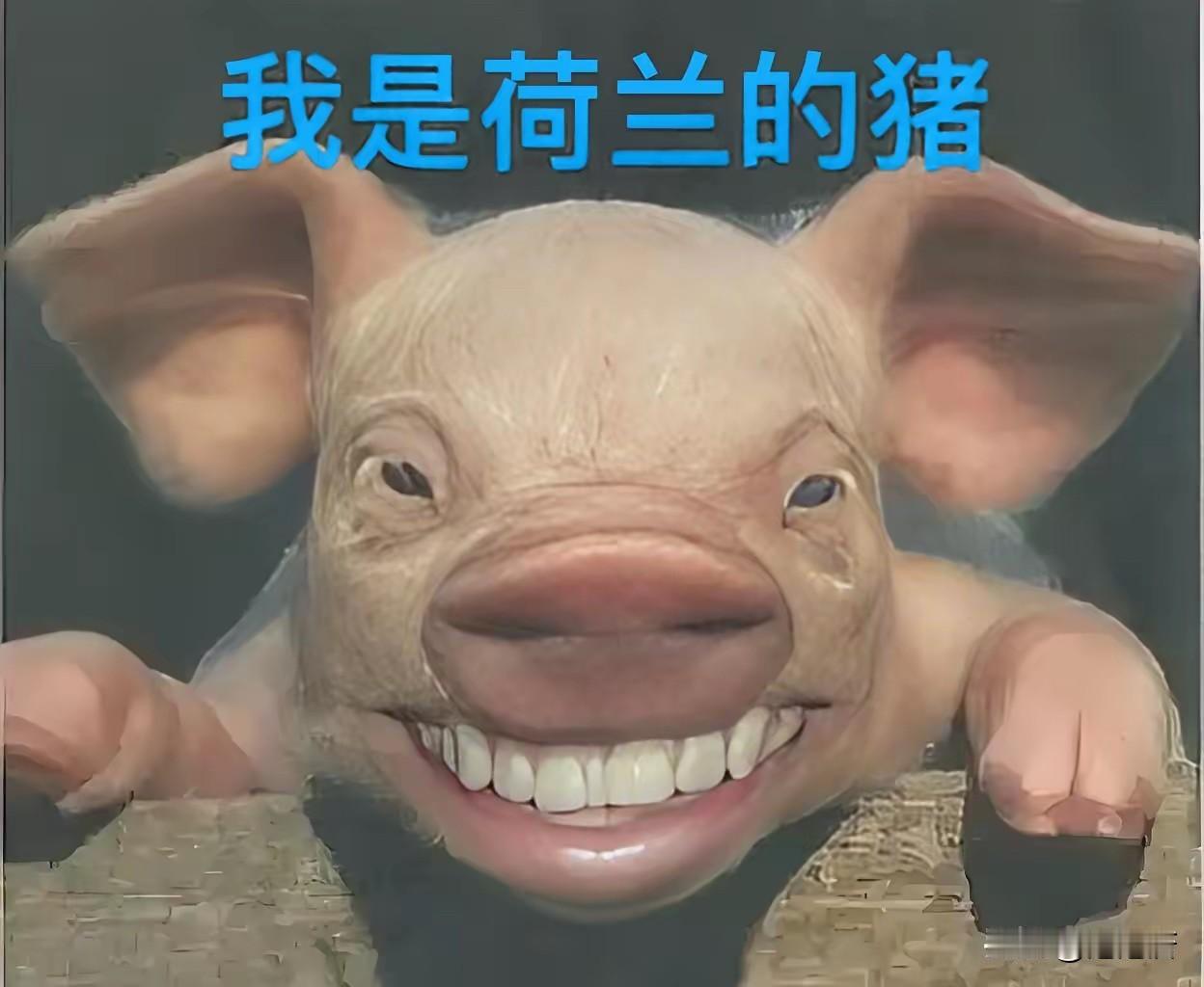 突发笑话：荷兰的猪笑了[捂脸]
​
荷兰鹿特丹港口 97% 的猪肉发往中国，这两