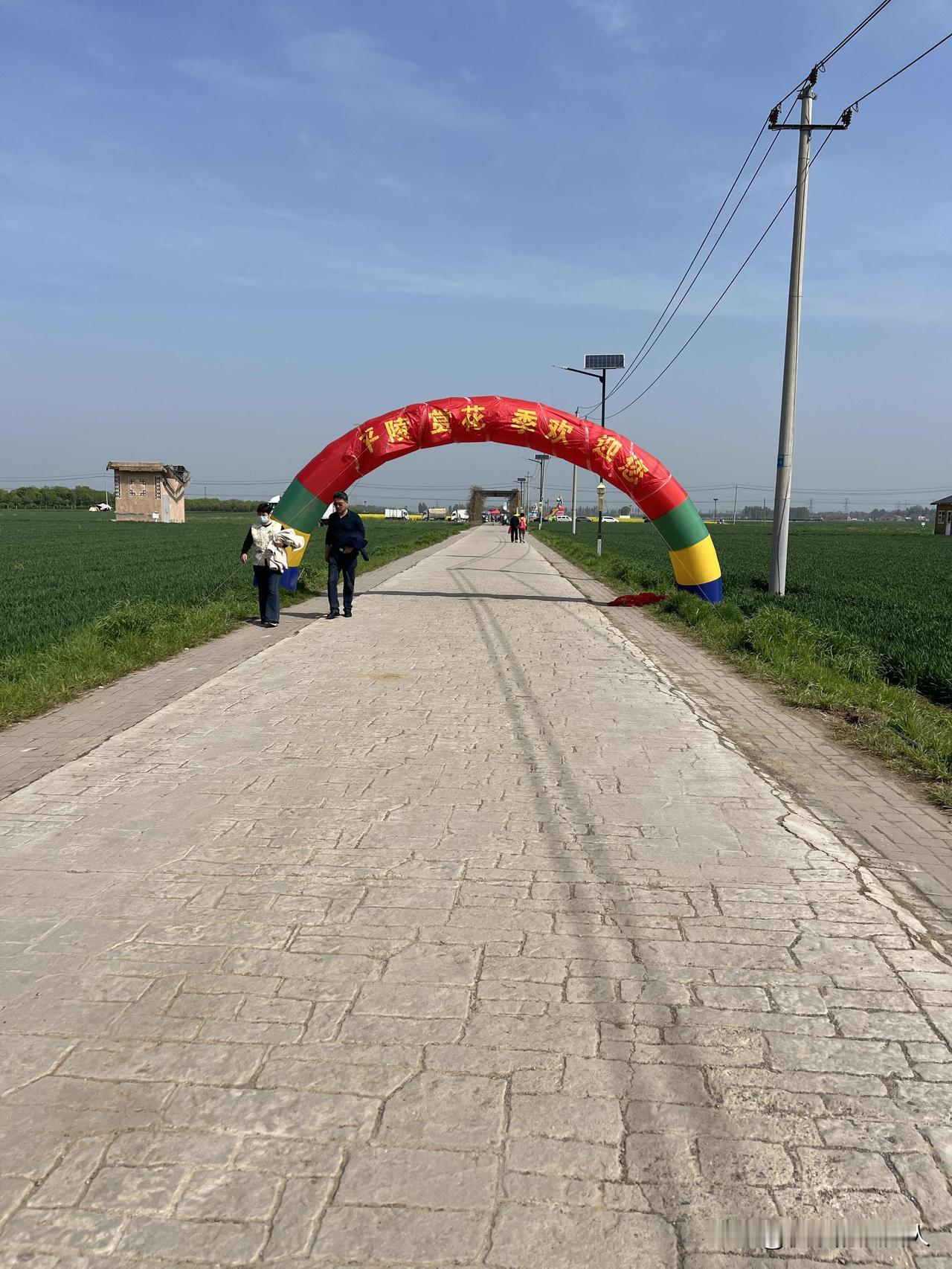 山东济南章丘区平陵古城里的油菜花海