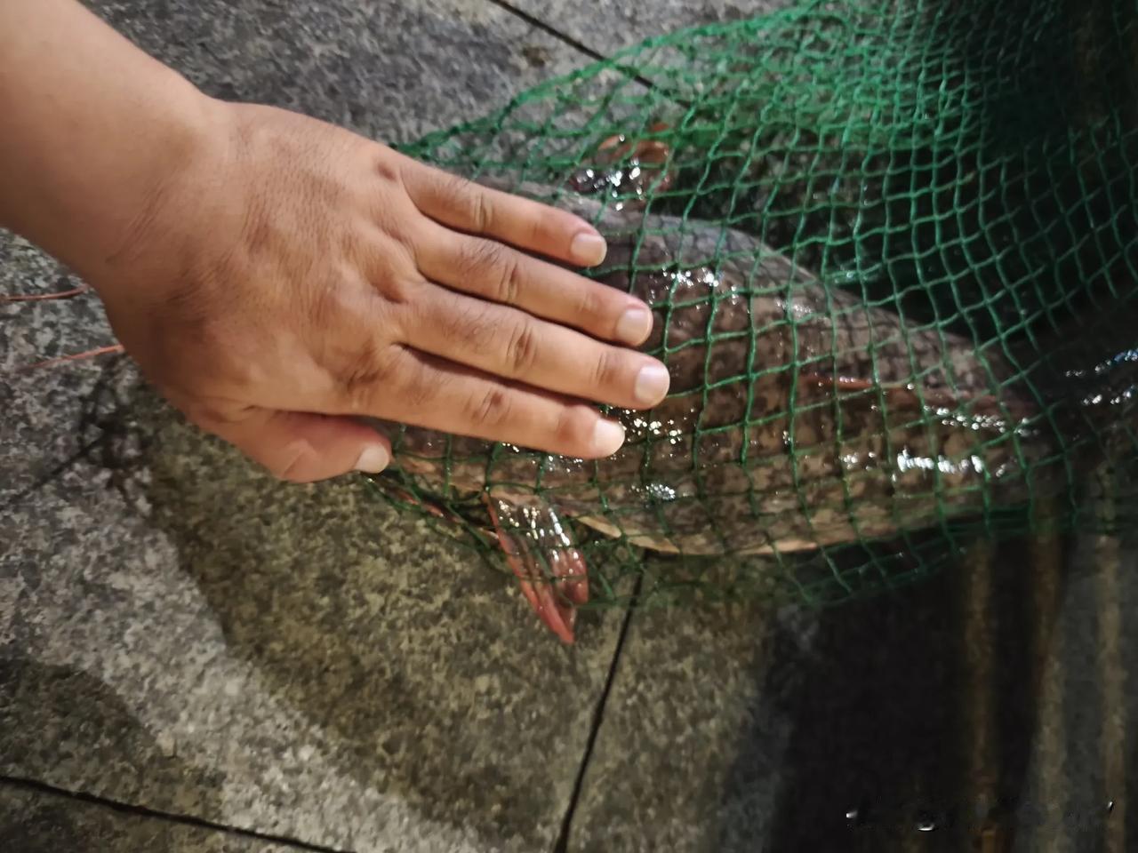 今天可太牛了，我钓了一条十几斤的鱼！就跟网上那个湖南钓友@渔您有缘钓的大鳊鱼似的