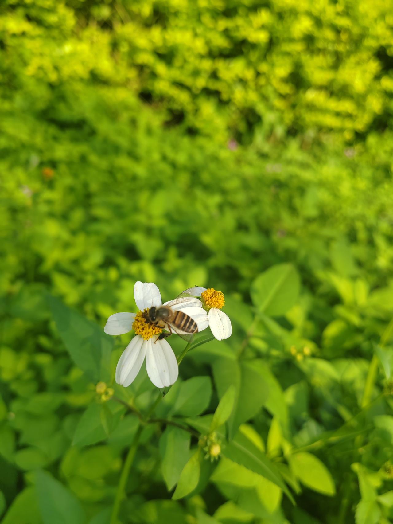 带几个小朋友去公园玩，没想到一路低头拿着手机看，完全没有心思留心身边的春意盎然。