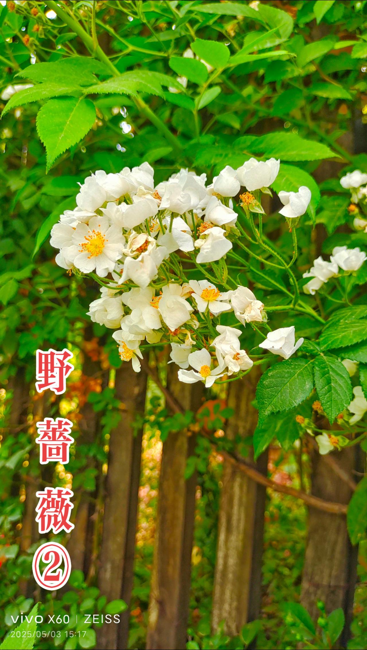 看见音乐 花花草草 随拍