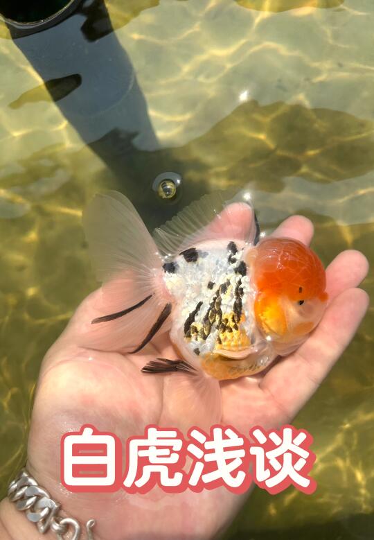 浅谈白虎！