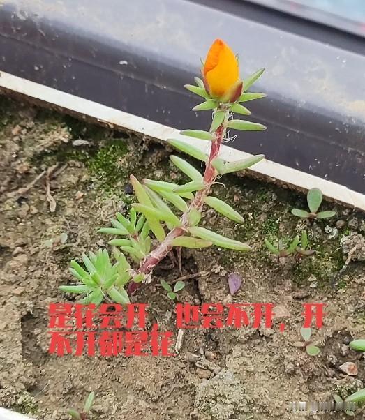时光走了，
又来了，
是走是来谁知道。
夜深人静，
泡杯茶，
莫哭也莫笑。
喝一