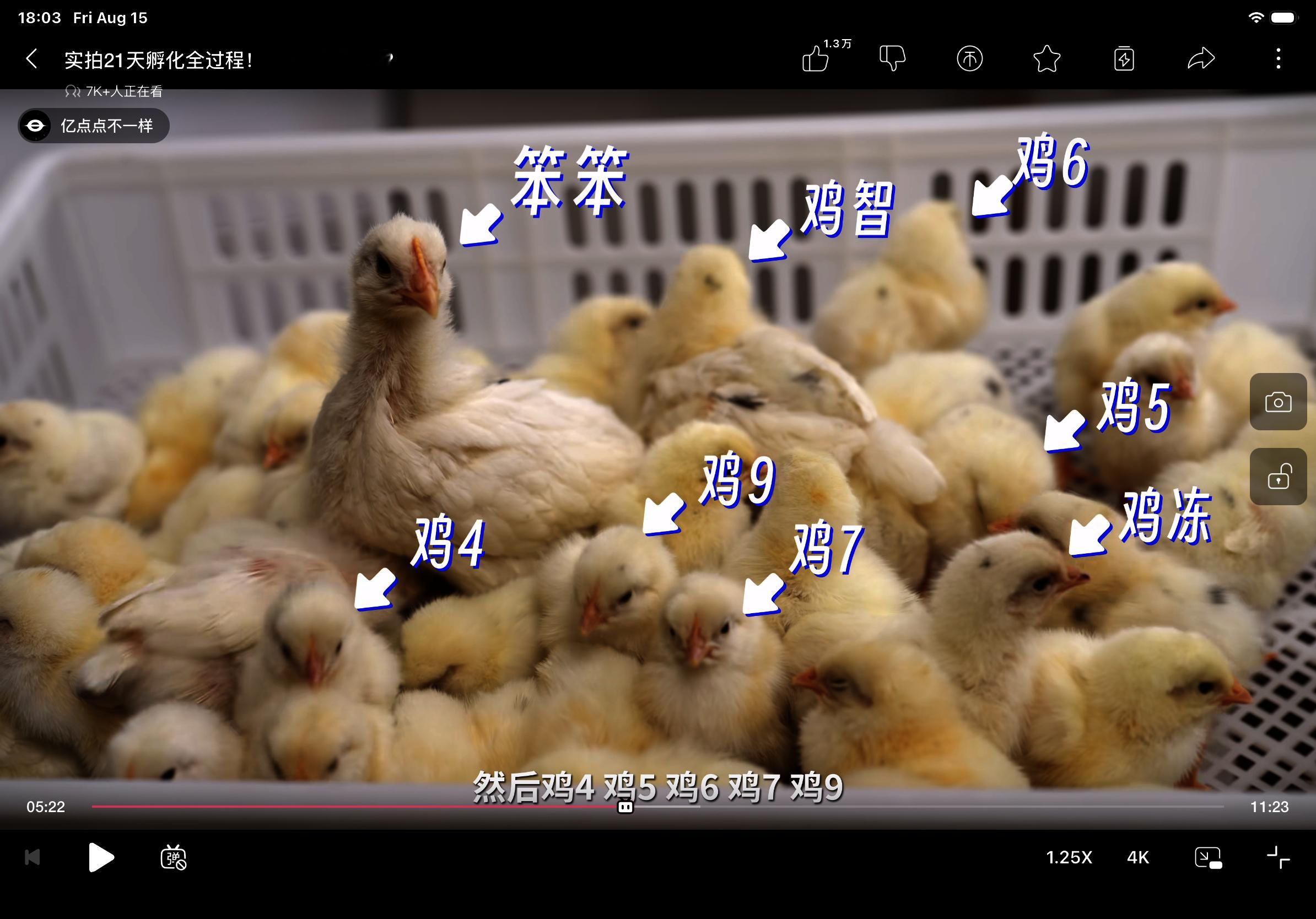 影视飓风养这么多鸡，为什么命名没有鸡8？ ​​​