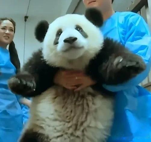 萌兰的可爱，真是无人能敌，公仔，还是聪明的公仔。

网友留言，这是真熊公仔。

