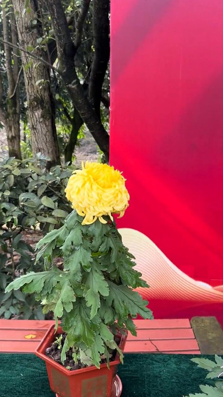 重庆南山植物园的菊花王者，大家看一看究竟哪一朵最好看？今天是十一月四号，菊花真的