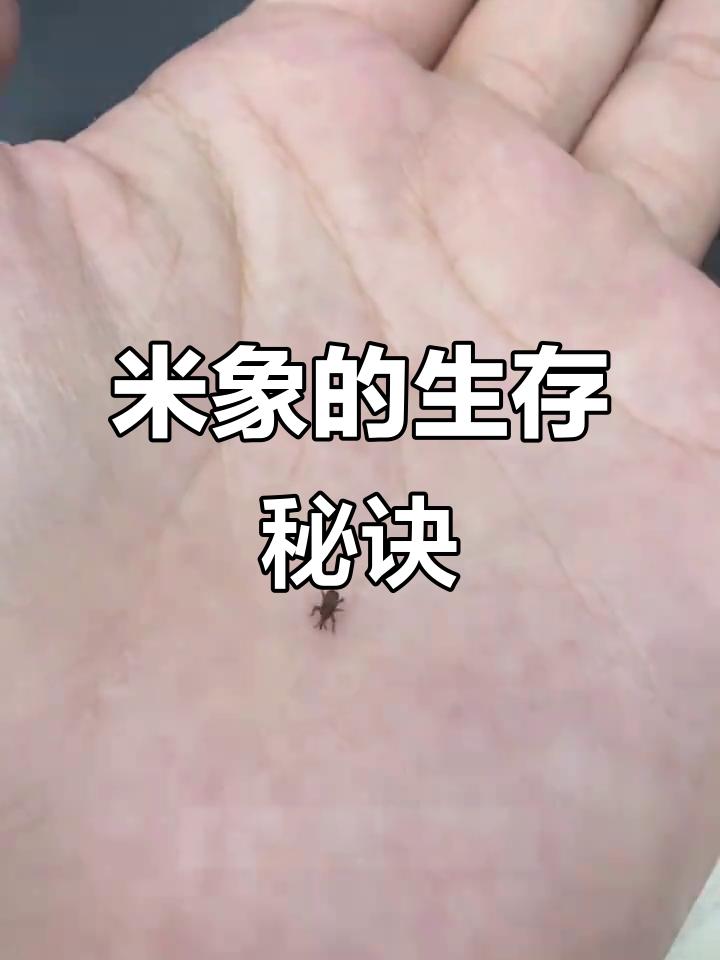 米象的生存本领可不小
       米象虽小，生存秘诀却不少。其繁殖能力超强，雌