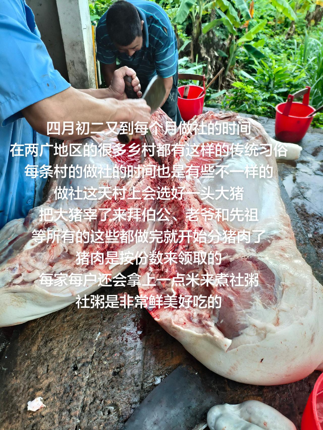 四月初二又到每个月做社的时间
在两广地区的很多乡村都有这样的传统习俗
每条村的做