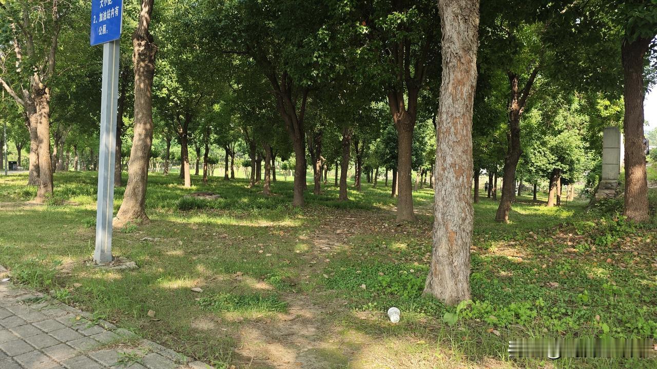 黄陂的公园，感觉没人管理一样，下面图片拍摄于前川城区西侧的前川公园，草地很显然没