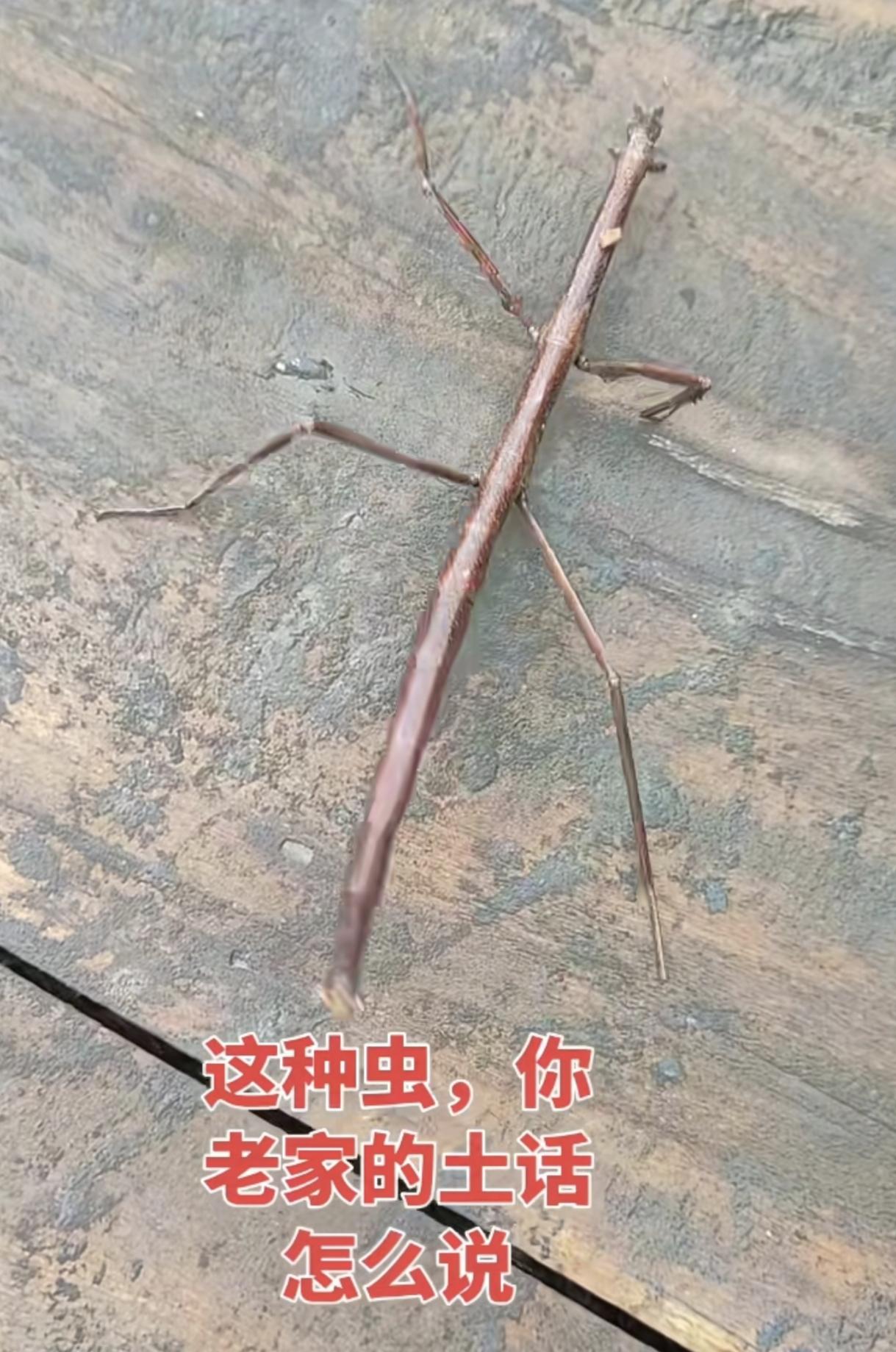 这究竟是个什么虫子啊？太奇特了！一时竟忘了它的名字。它不动时，感觉就是不起眼的枯