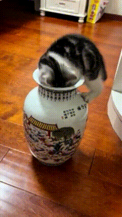 看完这只花瓶里的小猫咪的视频，真的把我给逗乐了🥰！
小家伙一头扎进瓷花瓶里，只