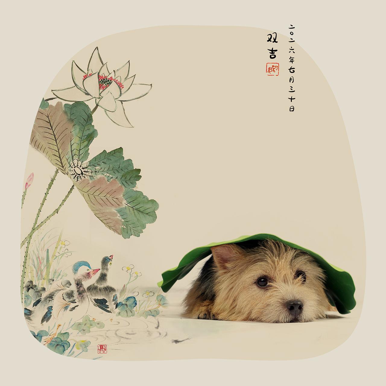 小狗入画
仿佛小狗有话说
【上海可拍】工笔画