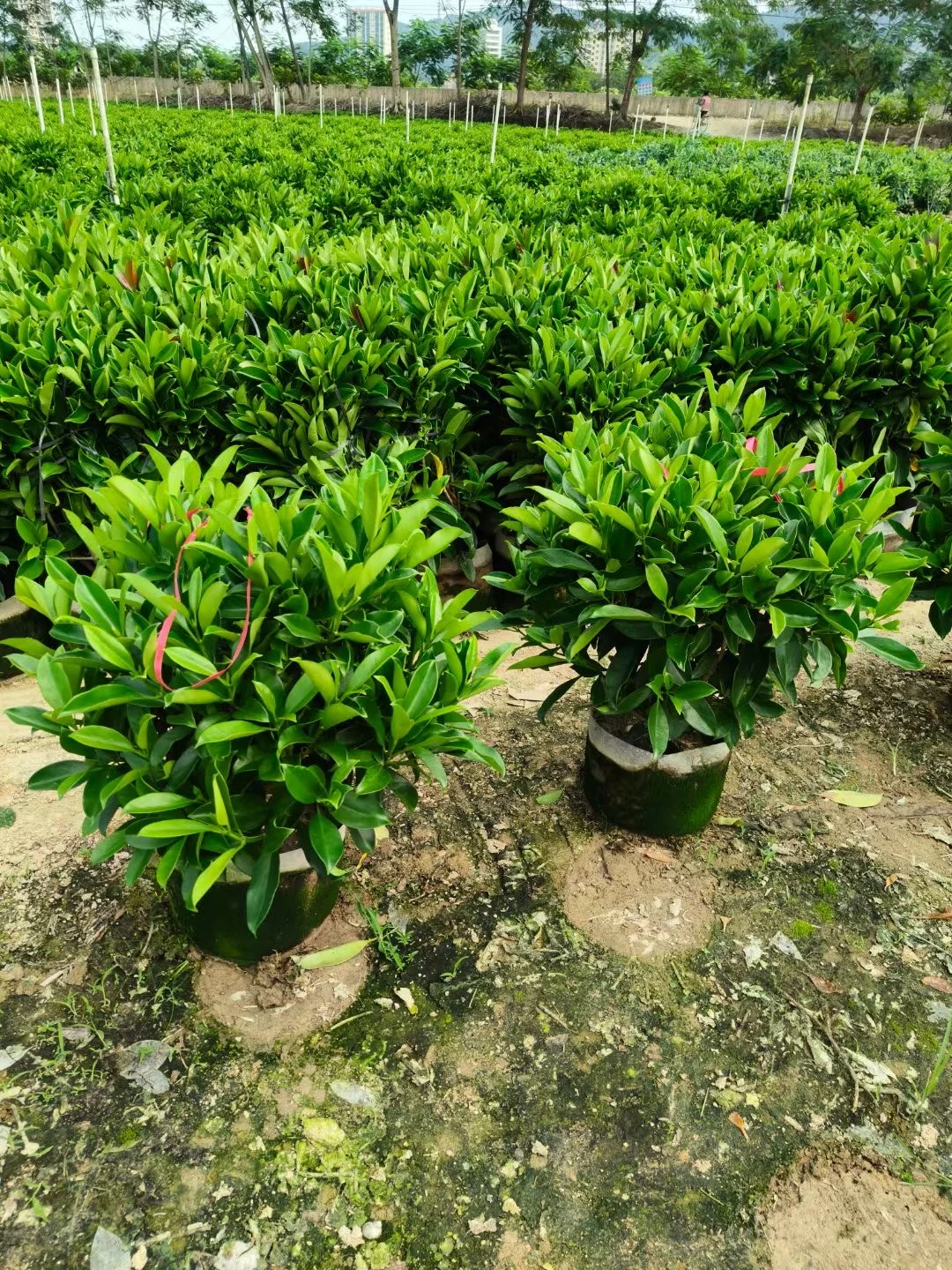 绿植花卉
