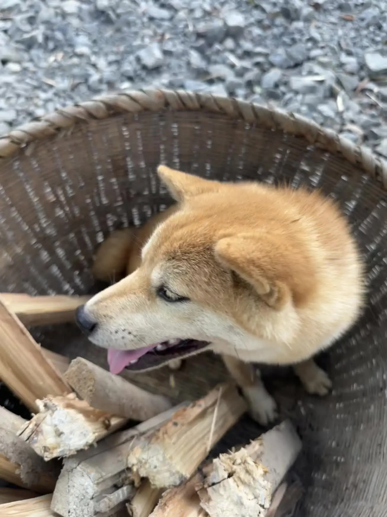 我和我的狗 农村土狗