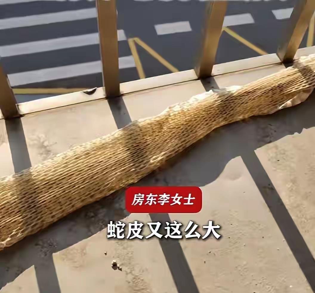 湖南邵阳7月25日有一个居民在七层自建房，3楼的阳台上发现了一条巨型蛇蜕，尾巴留