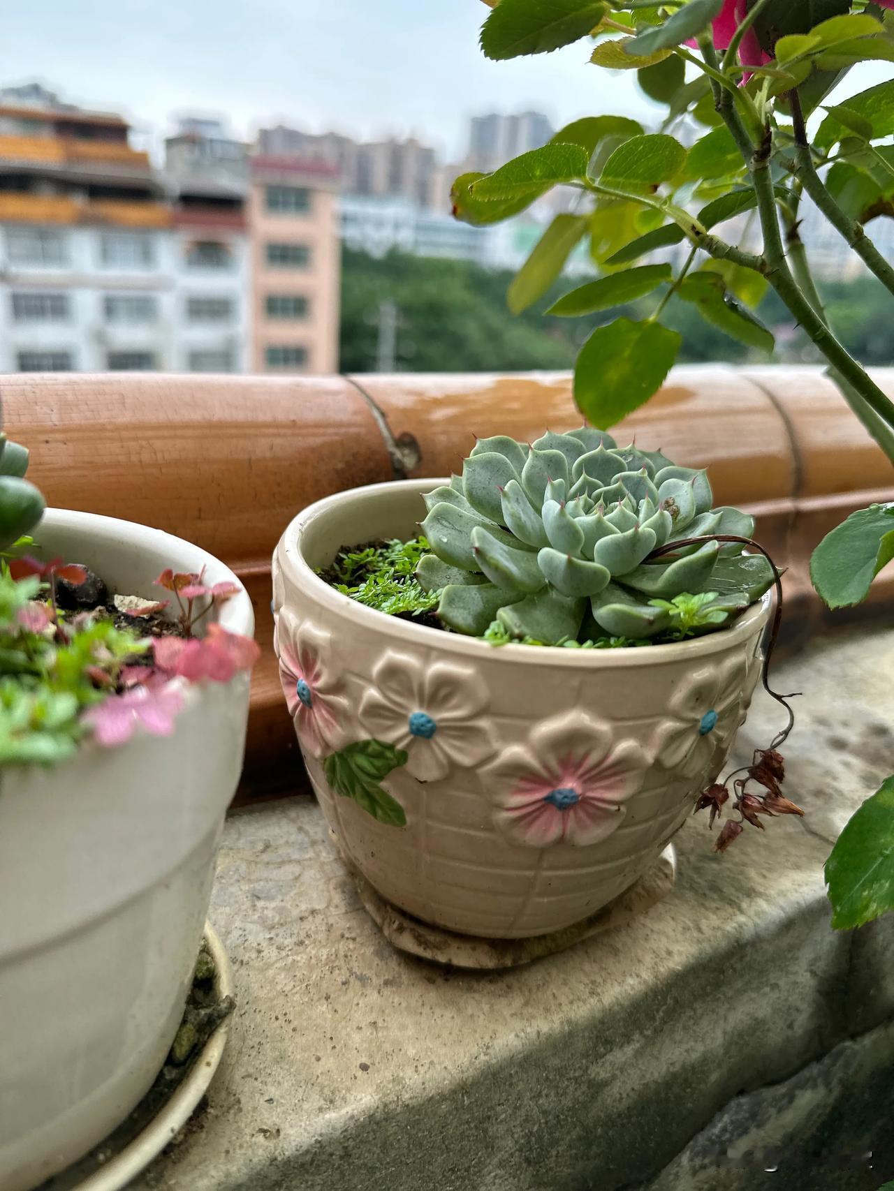 野蛮成长是食堂的花的成长规律～～能活得下来的都是生命力顽强的～