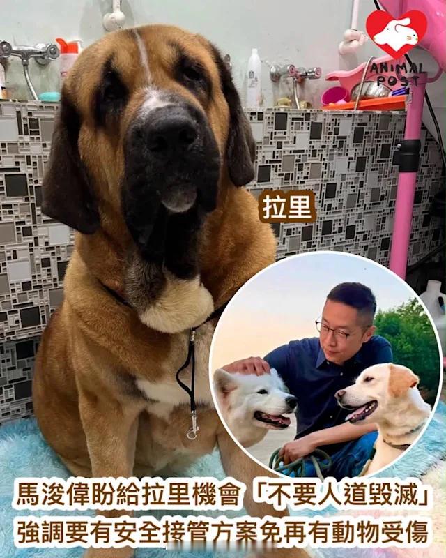 要爱护动物狗狗拉里 「马浚伟 （）盼給狗狗拉里機會不要人道毀滅 強調必須有安全接
