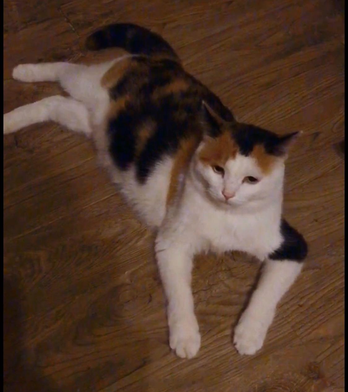 又翻出一张比较瘦的花照～我爱三花猫