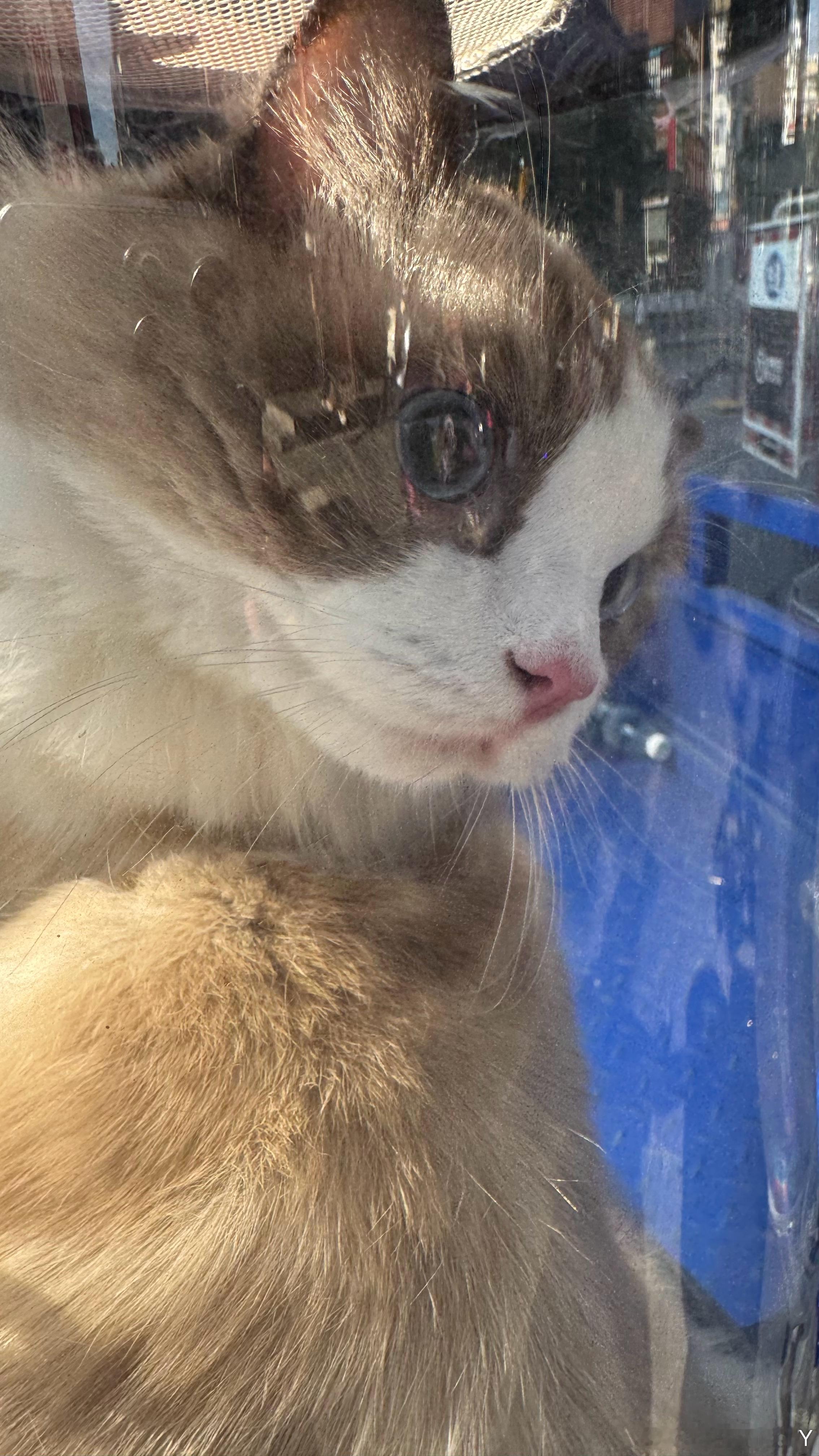 铁臂是这样练成的（连包十一斤重）到处乱尿 今天带去打疫苗年终赛比完带他去绝育