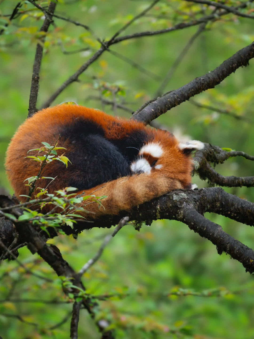 右滑喊它起床啦！