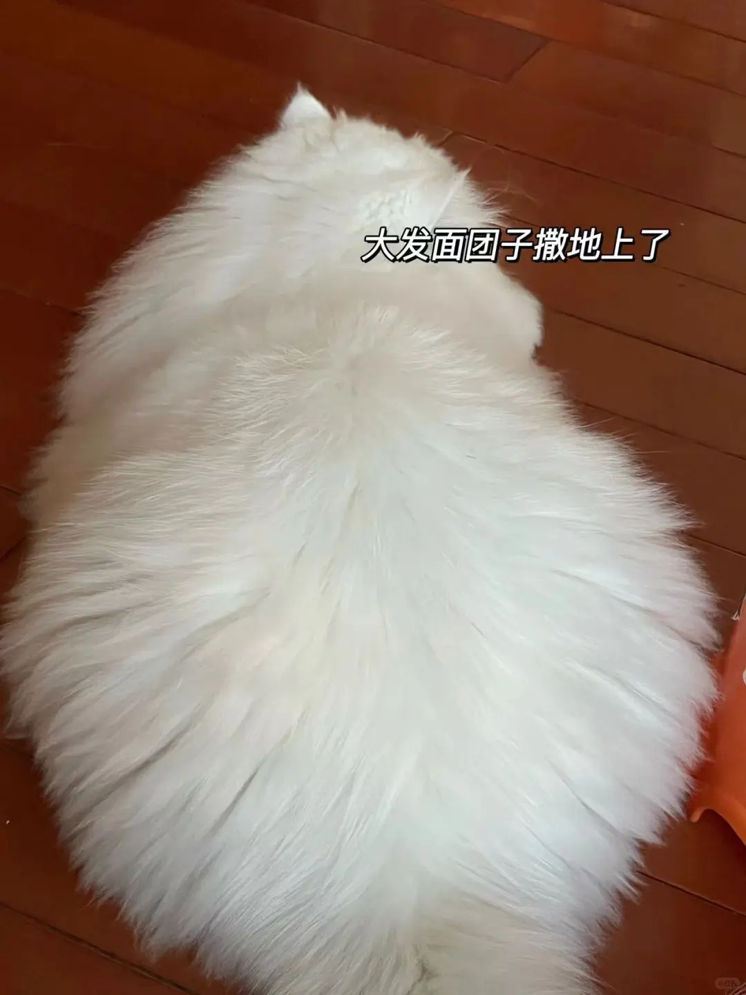 鳌拜驾到！通通闪开！