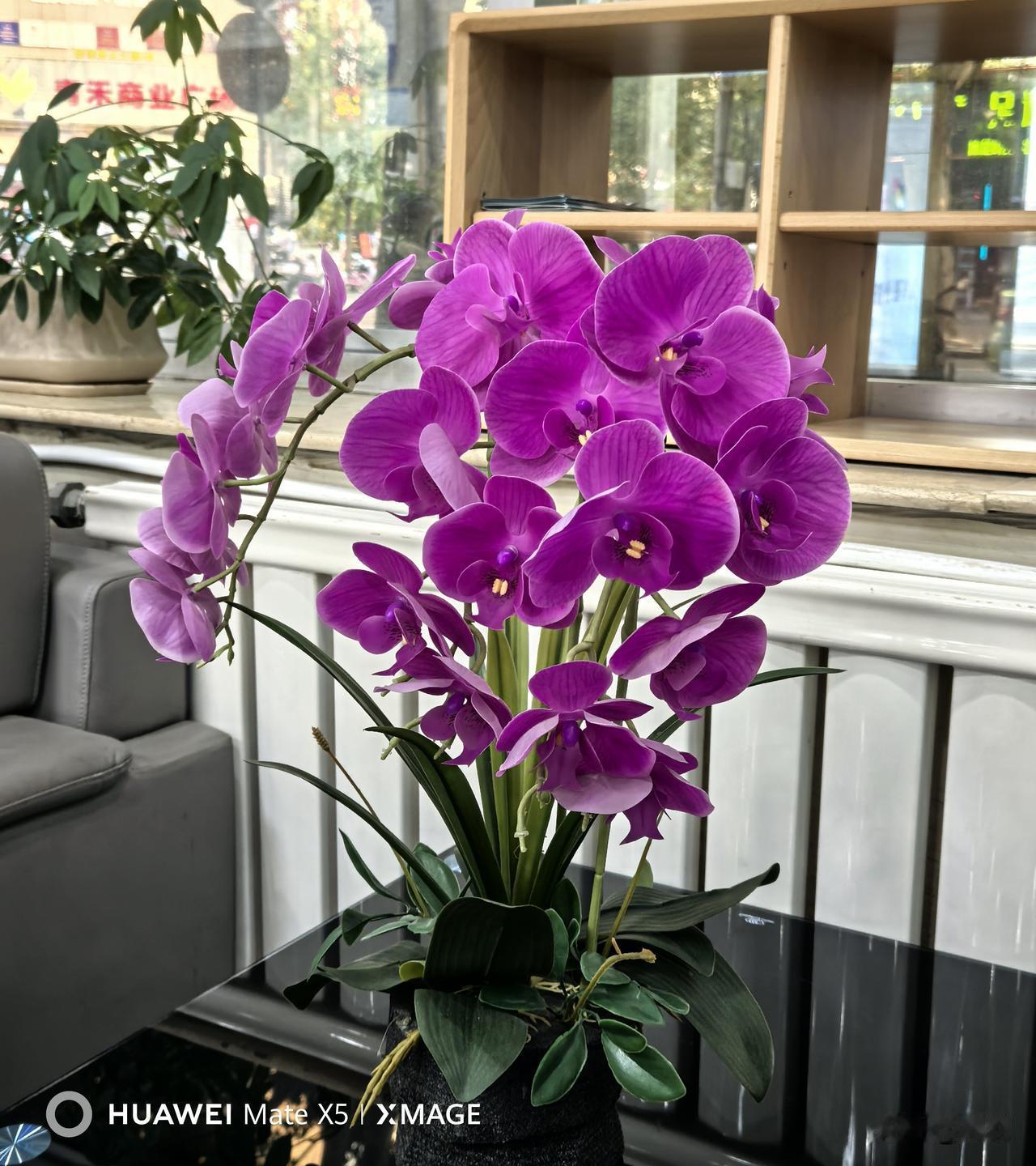 这束紫色兰花好漂亮的。户外的阳光直射，我呆在树荫下避暑也是不错的呀。