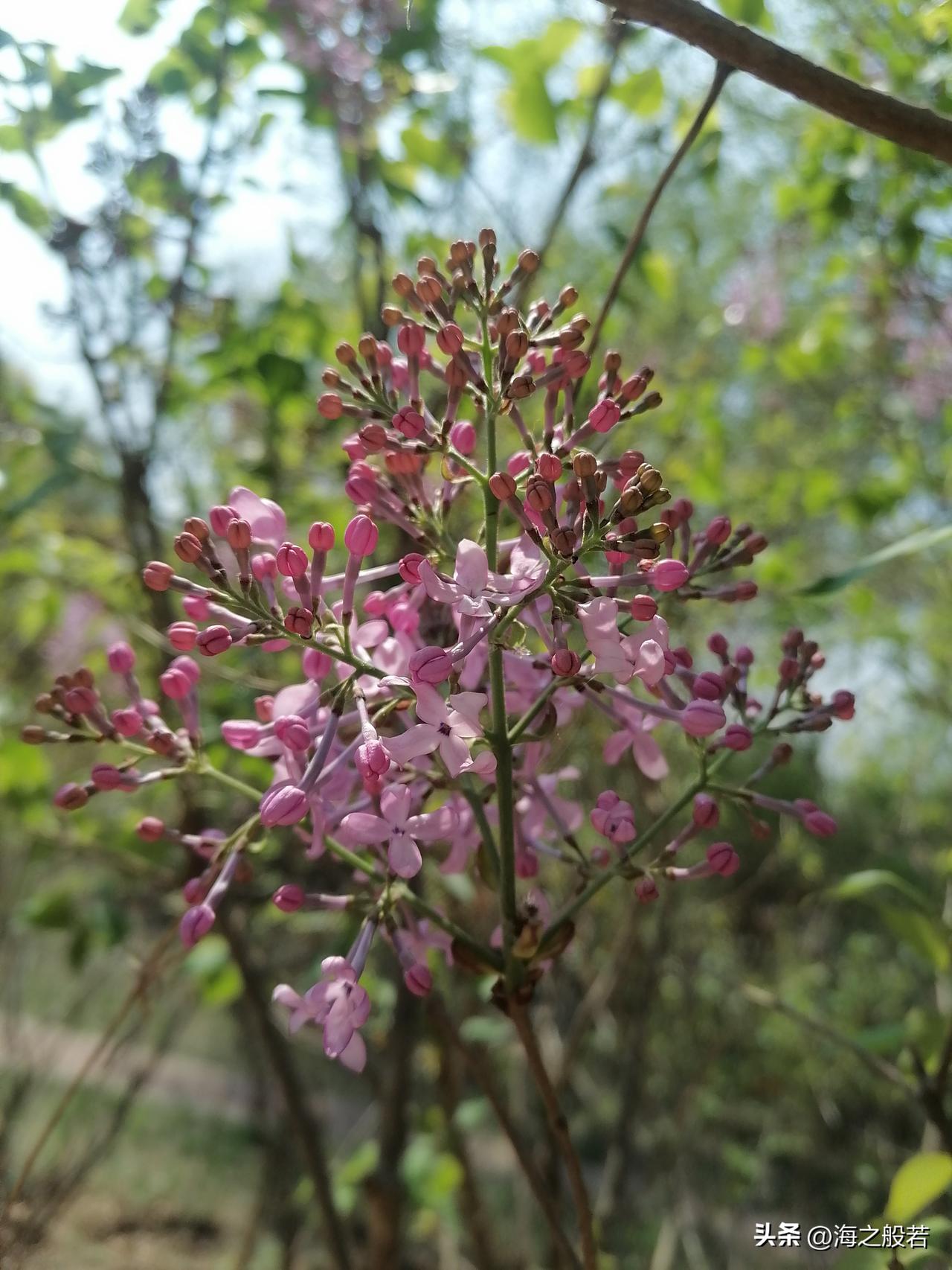 天气预报真准，中午转晴，天空一片湛蓝。出去看丁香花了，离着很远就闻到浓浓的花香，