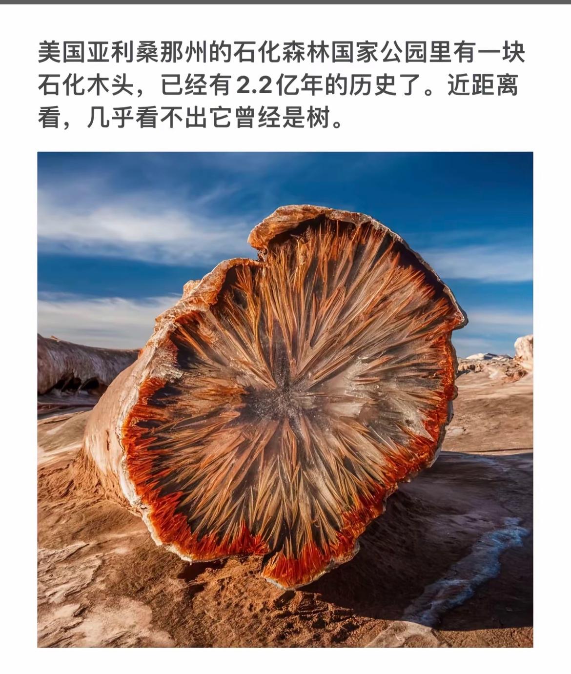 2.2亿年前的石化森林，见证时间的力量！🌳🔥