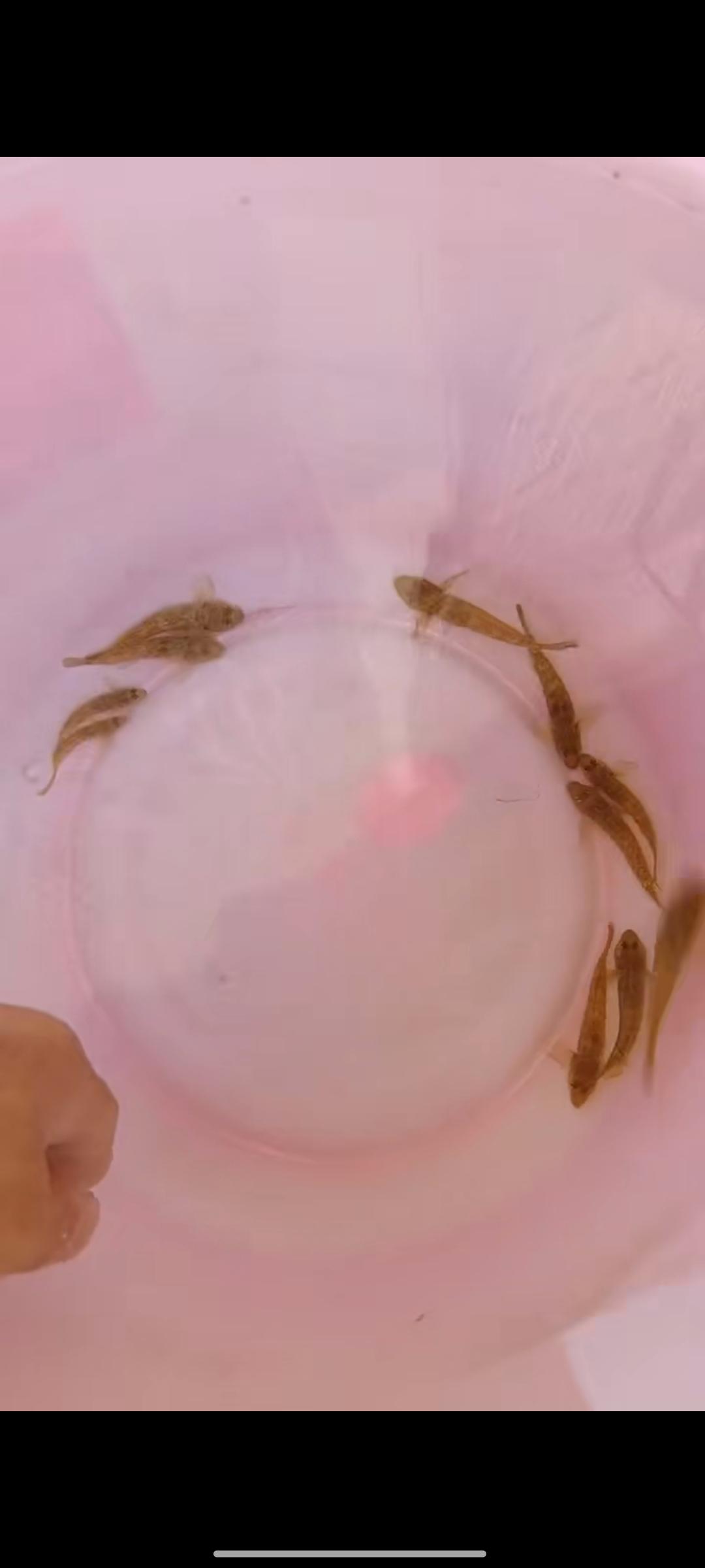 昨天在河里抓了一些沙虎鱼，这种感觉好傻，后面用网堵住去路，前面用树枝赶，鱼受惊吓