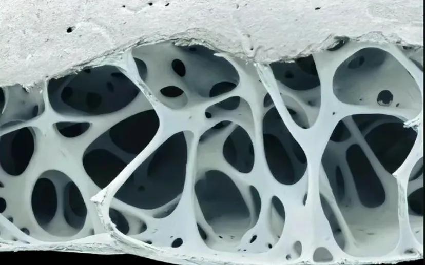 鸟类的骨头内部有许多孔隙
鸟类的骨头内部有许多孔隙。这不仅仅使得它们的骨骼更轻盈