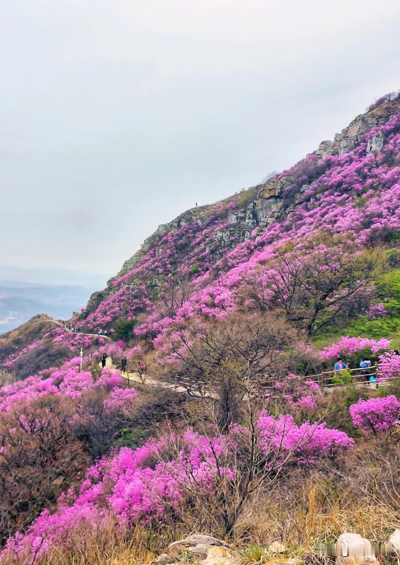 大连赏花地推荐丨大黑山

赏花时间：4月15日左右

赏花种类：杜鹃花

大黑山