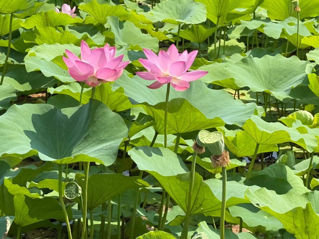 下周二进入了小暑节气，小暑的重点是顺应天地阳气的蓄势，此时火旺土燥，要养心静气。