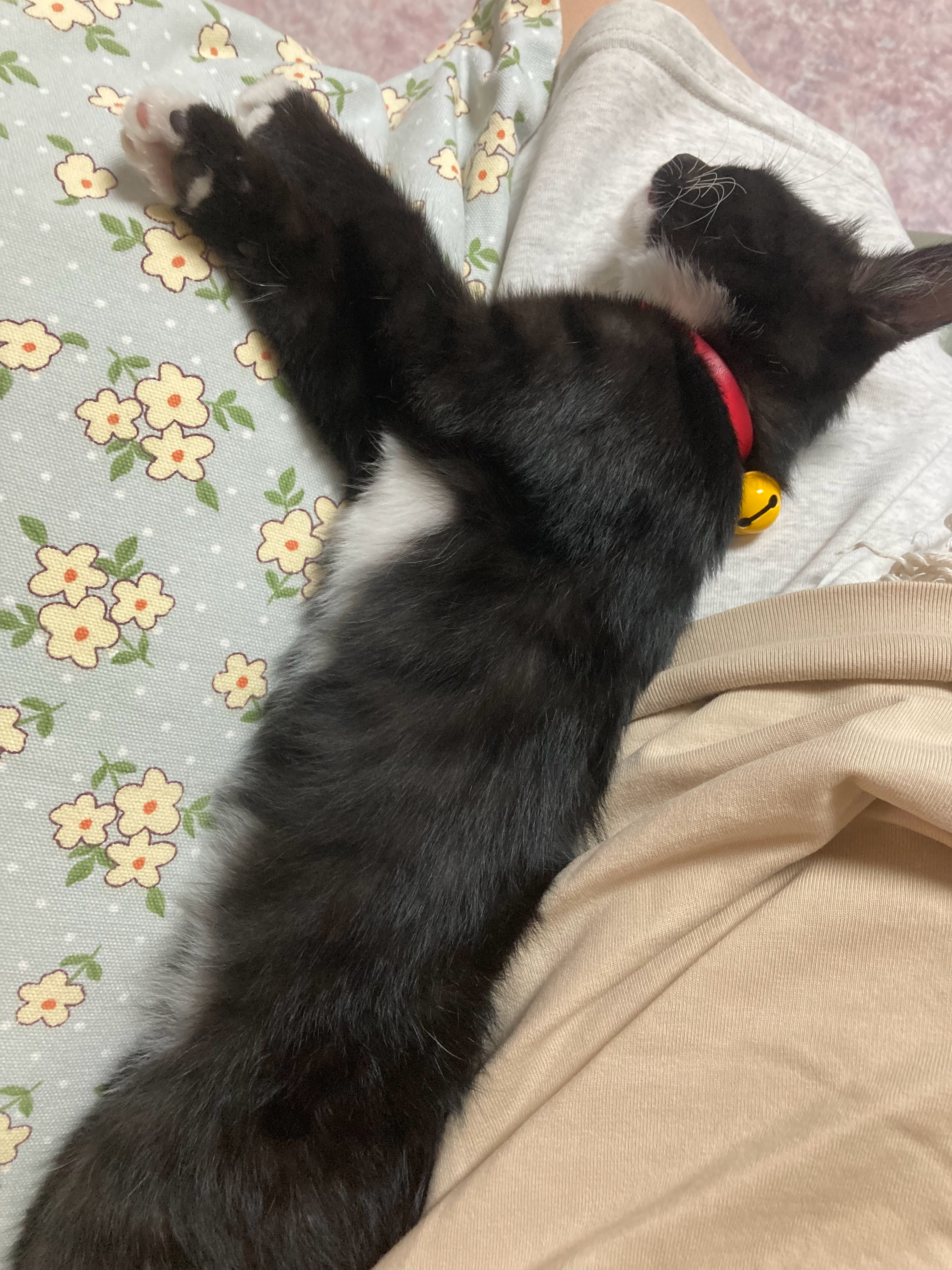 猫条（确信） 