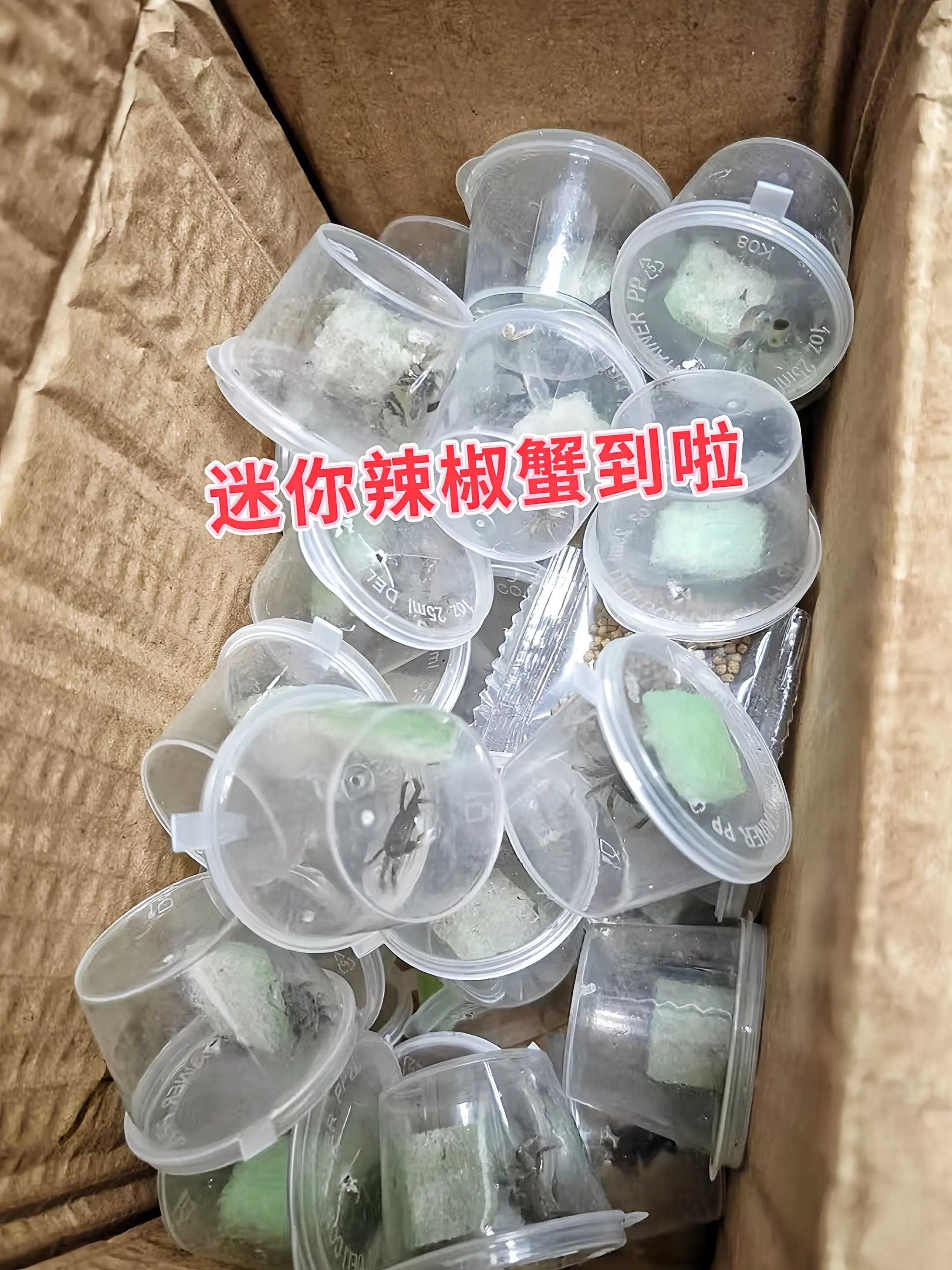除了卖萌，辣椒蟹更是“清洁担当”！活跃于缸底，清理残饵、藻类，助力维持...