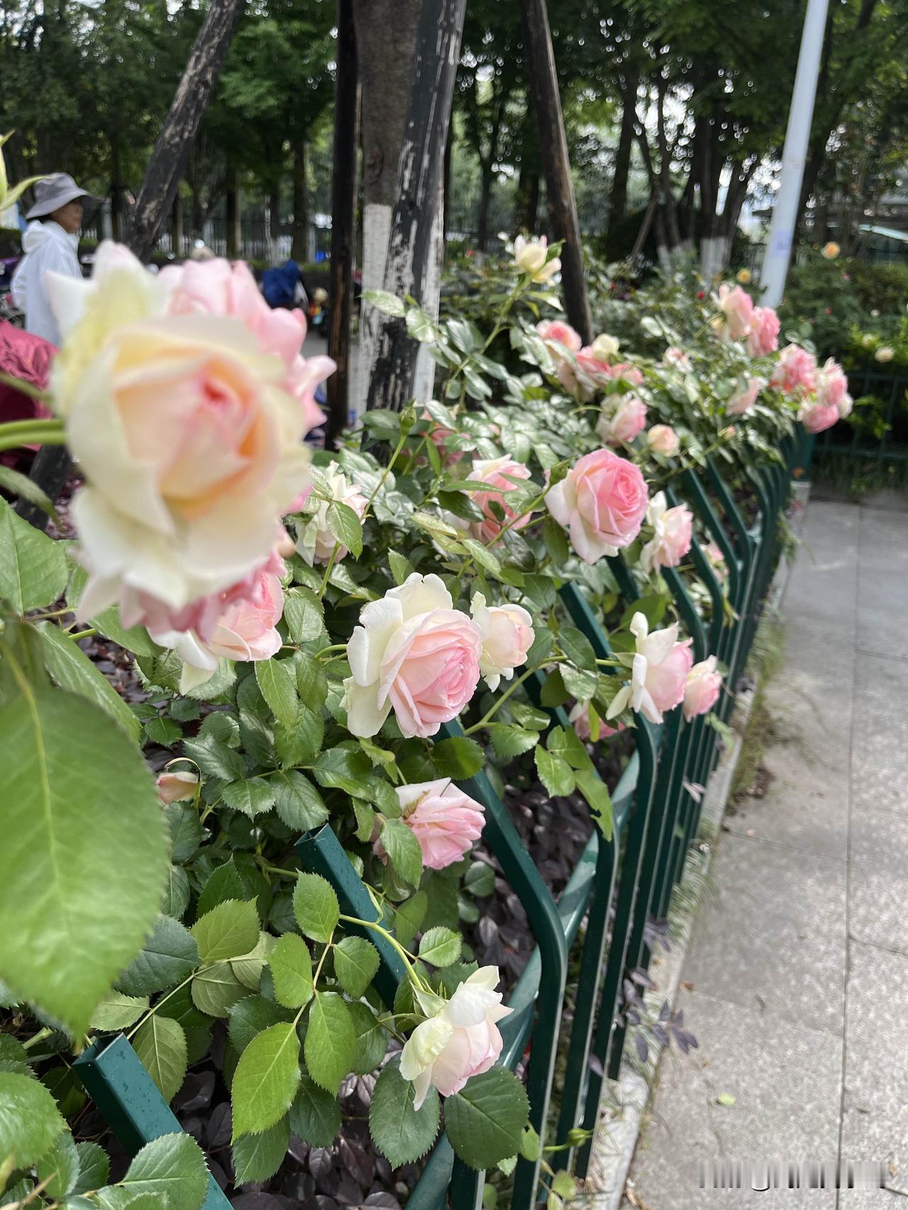 杭州月季正当时。赶紧来赏花吧！初夏看月季 杭州马路月季