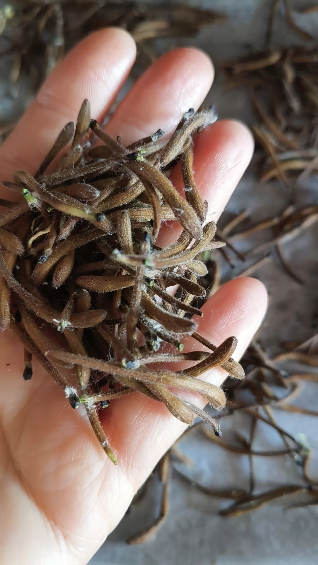 自制金银花茶，总算成功了